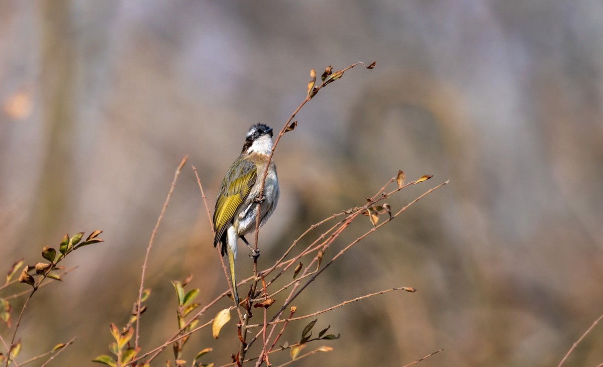 白头鹎（二十八）