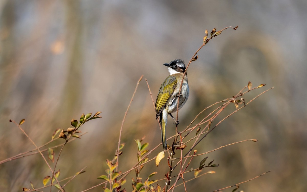白头鹎（二十八）