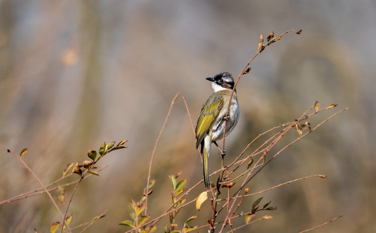 白头鹎（二十八）