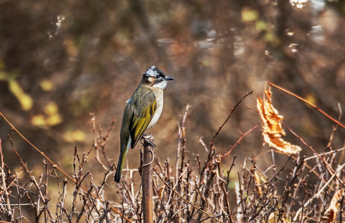 白头鹎（二十八）