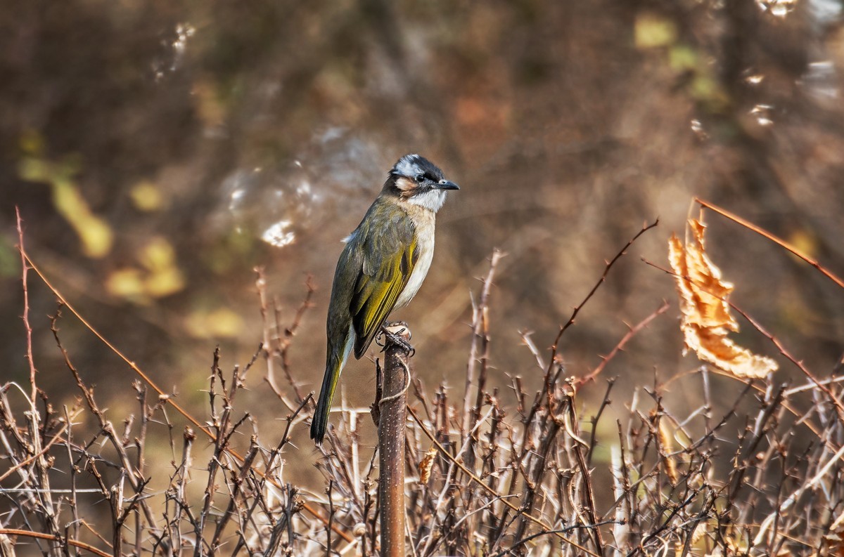 白头鹎（二十八）