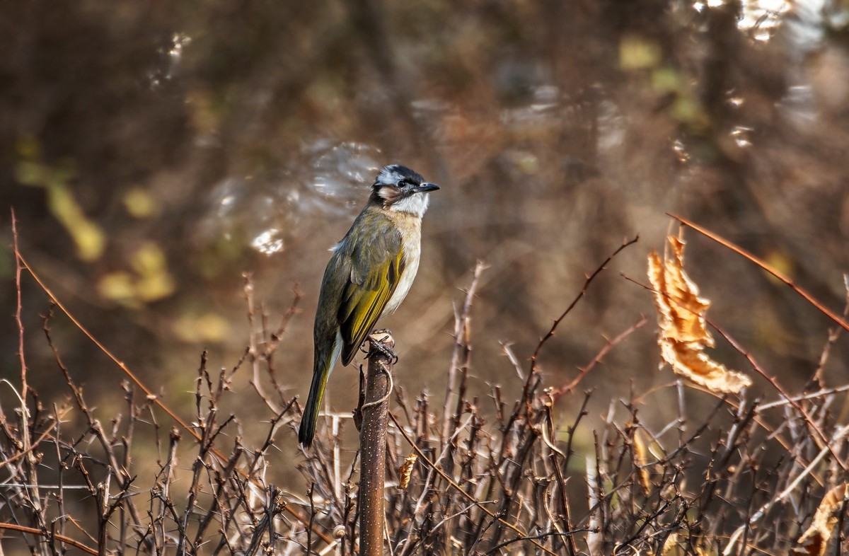 白头鹎（二十八）