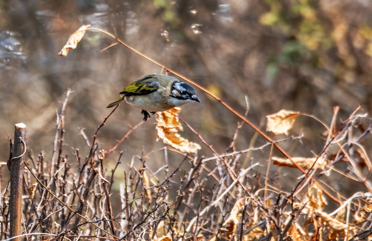 白头鹎（二十八）
