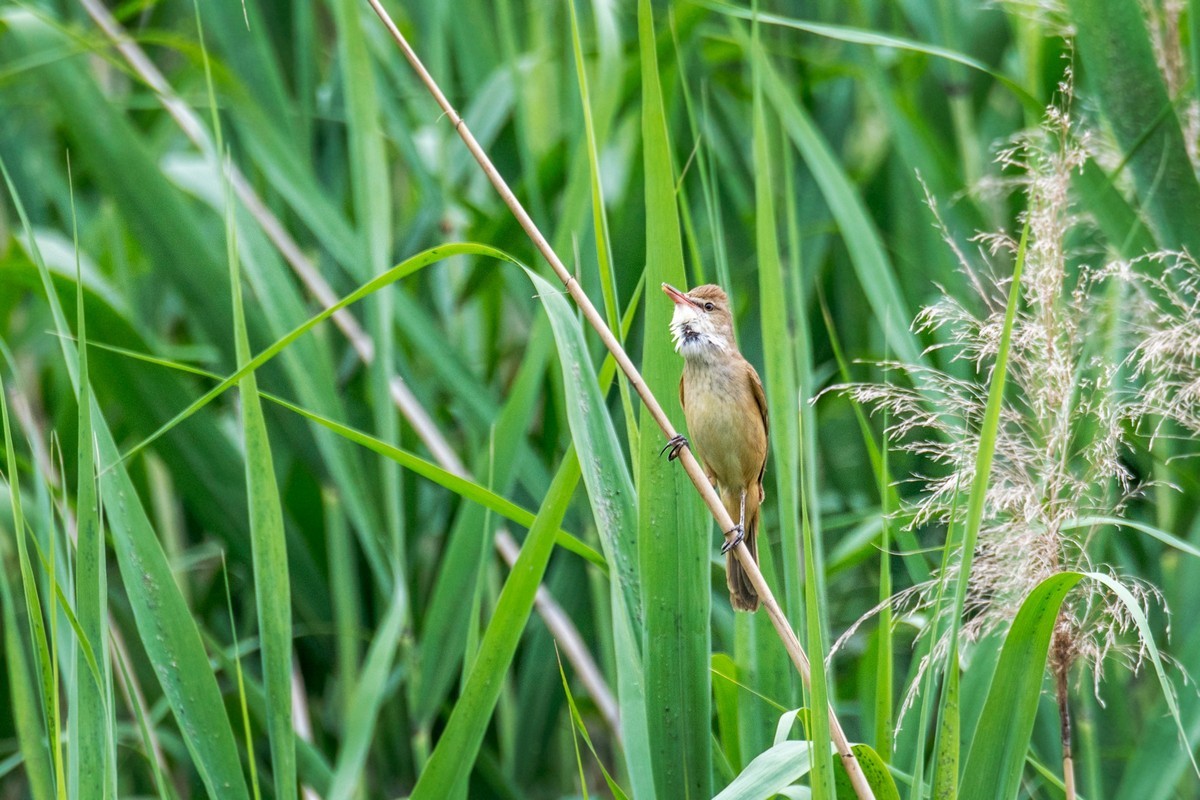 爱唱歌的大苇莺（二十）
