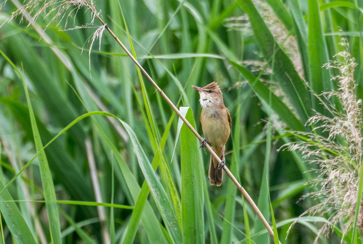 爱唱歌的大苇莺（二十）