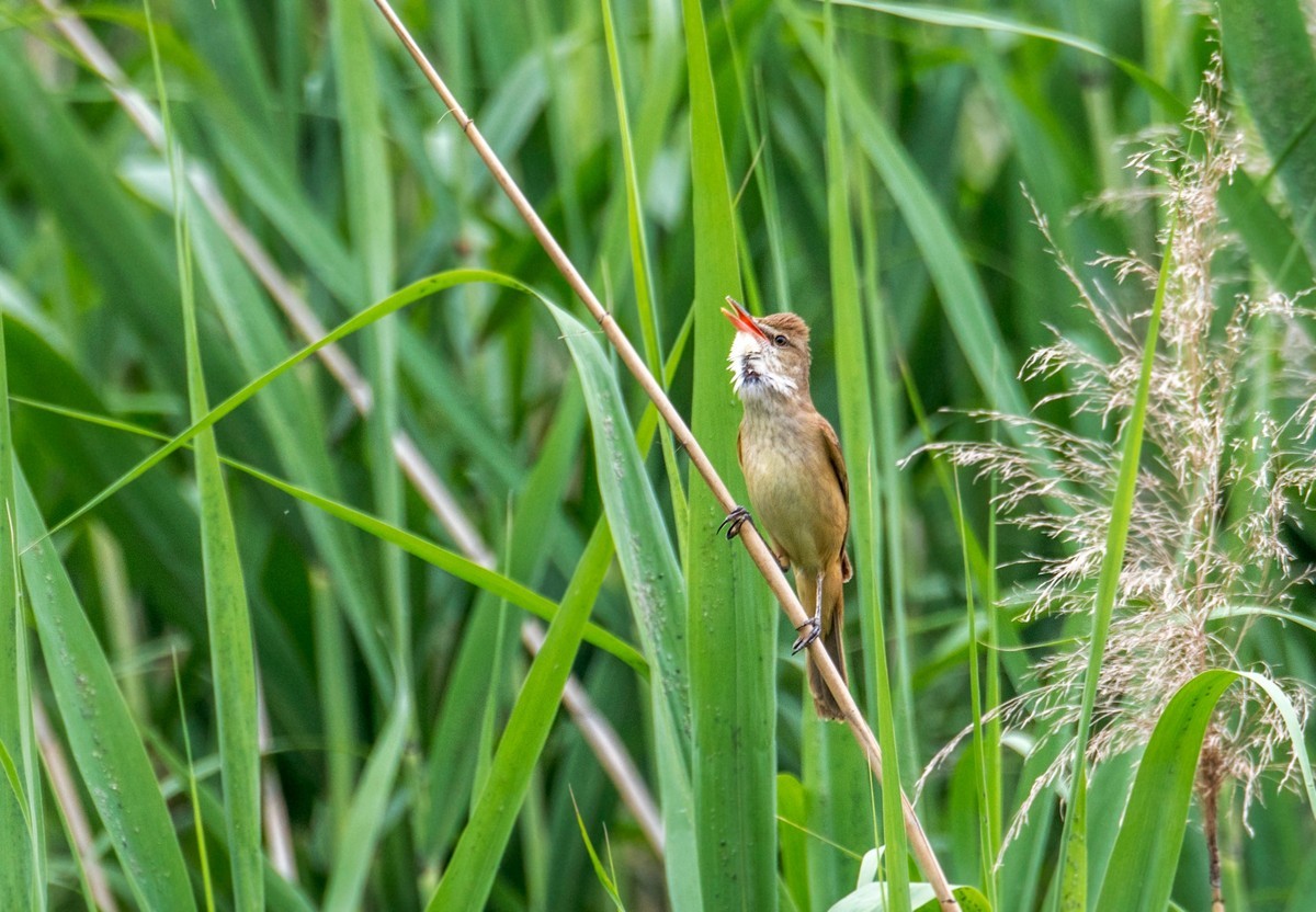 爱唱歌的大苇莺（二十）