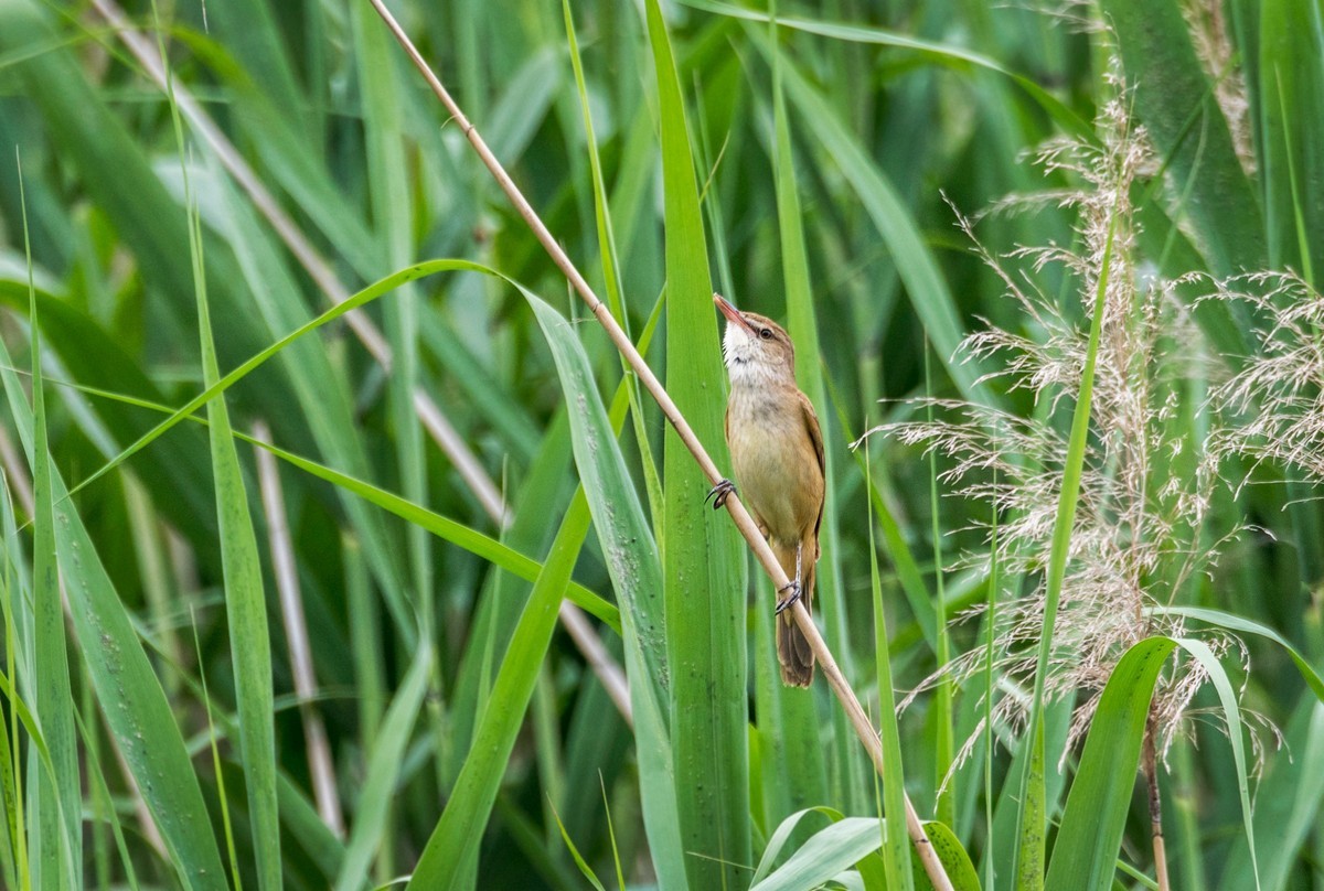 爱唱歌的大苇莺（二十）