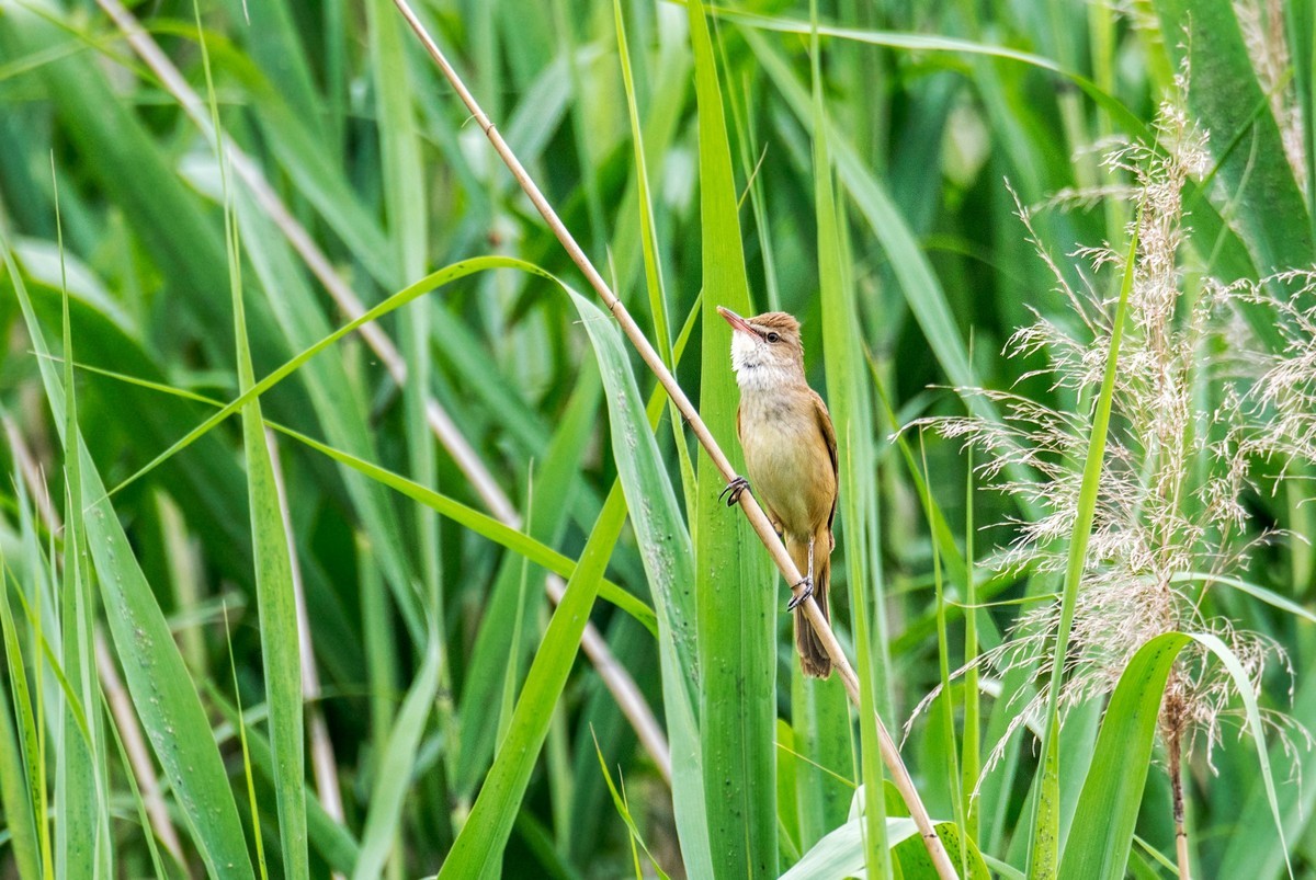 爱唱歌的大苇莺（二十）