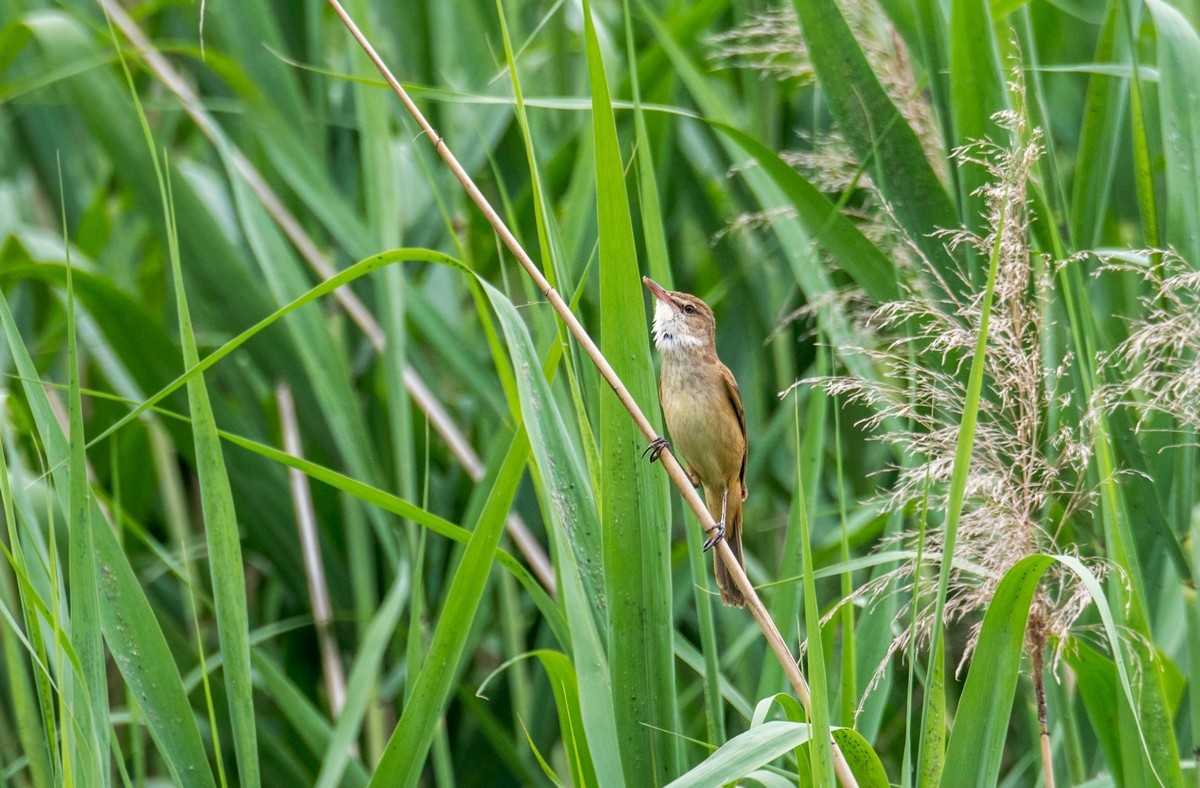 爱唱歌的大苇莺（二十）