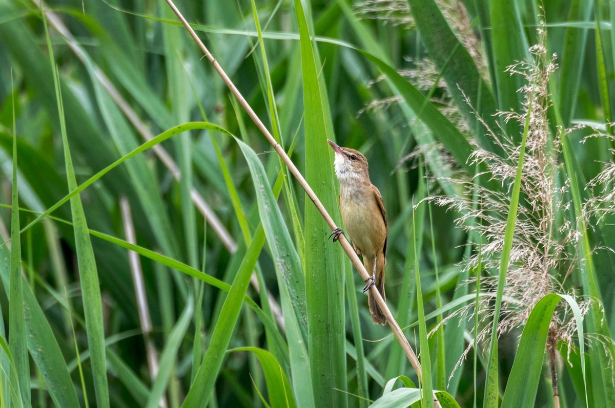 爱唱歌的大苇莺（二十）