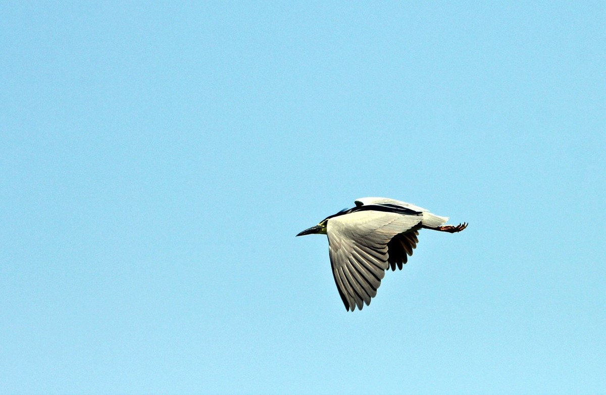 随拍——明湖夜鹭 （三）