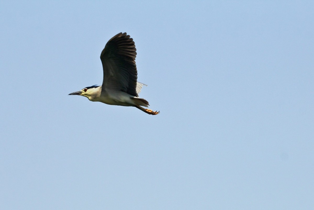 随拍——明湖夜鹭 （三）