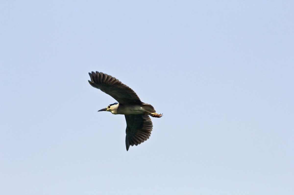 随拍——明湖夜鹭 （三）