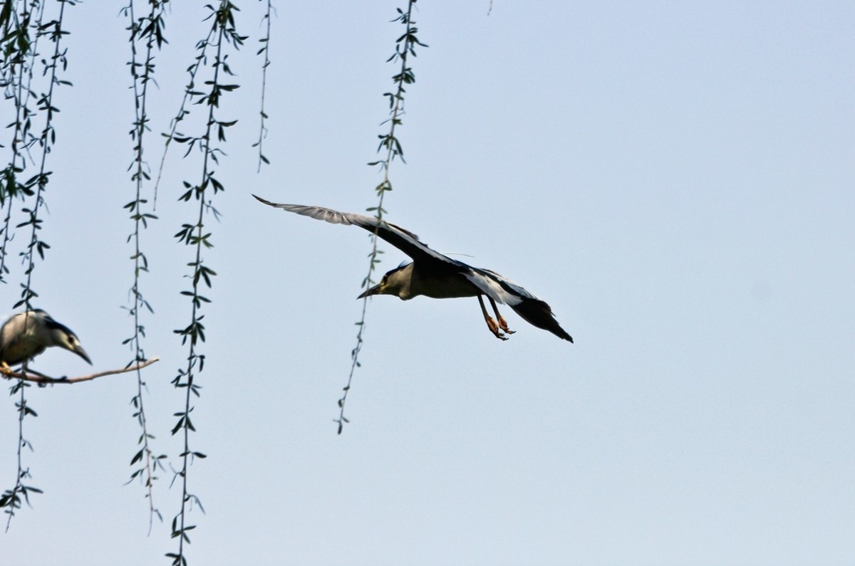 随拍——明湖夜鹭 （三）