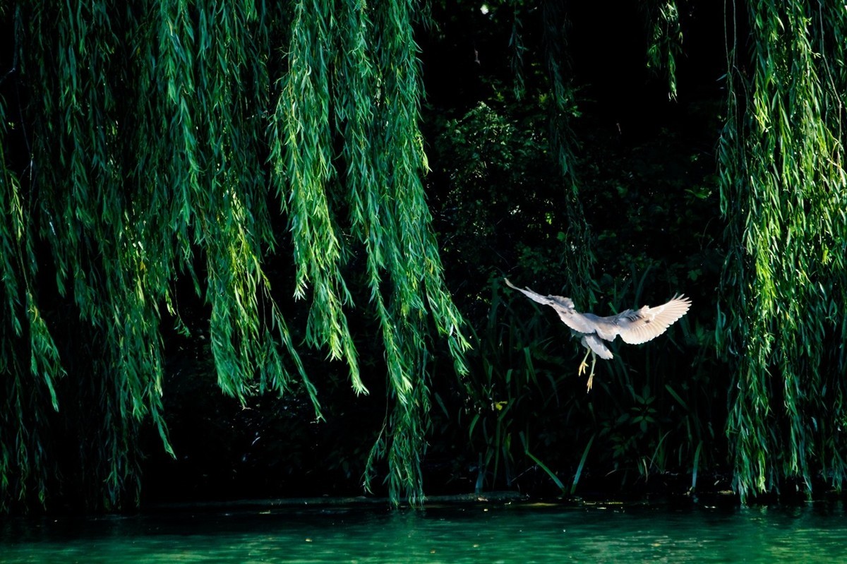 随拍——明湖夜鹭 （三）