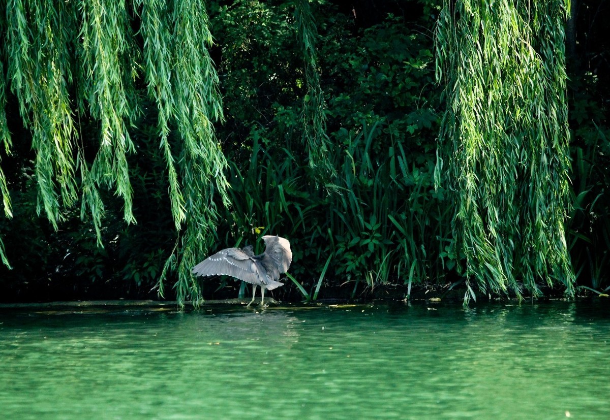 随拍——明湖夜鹭 （三）