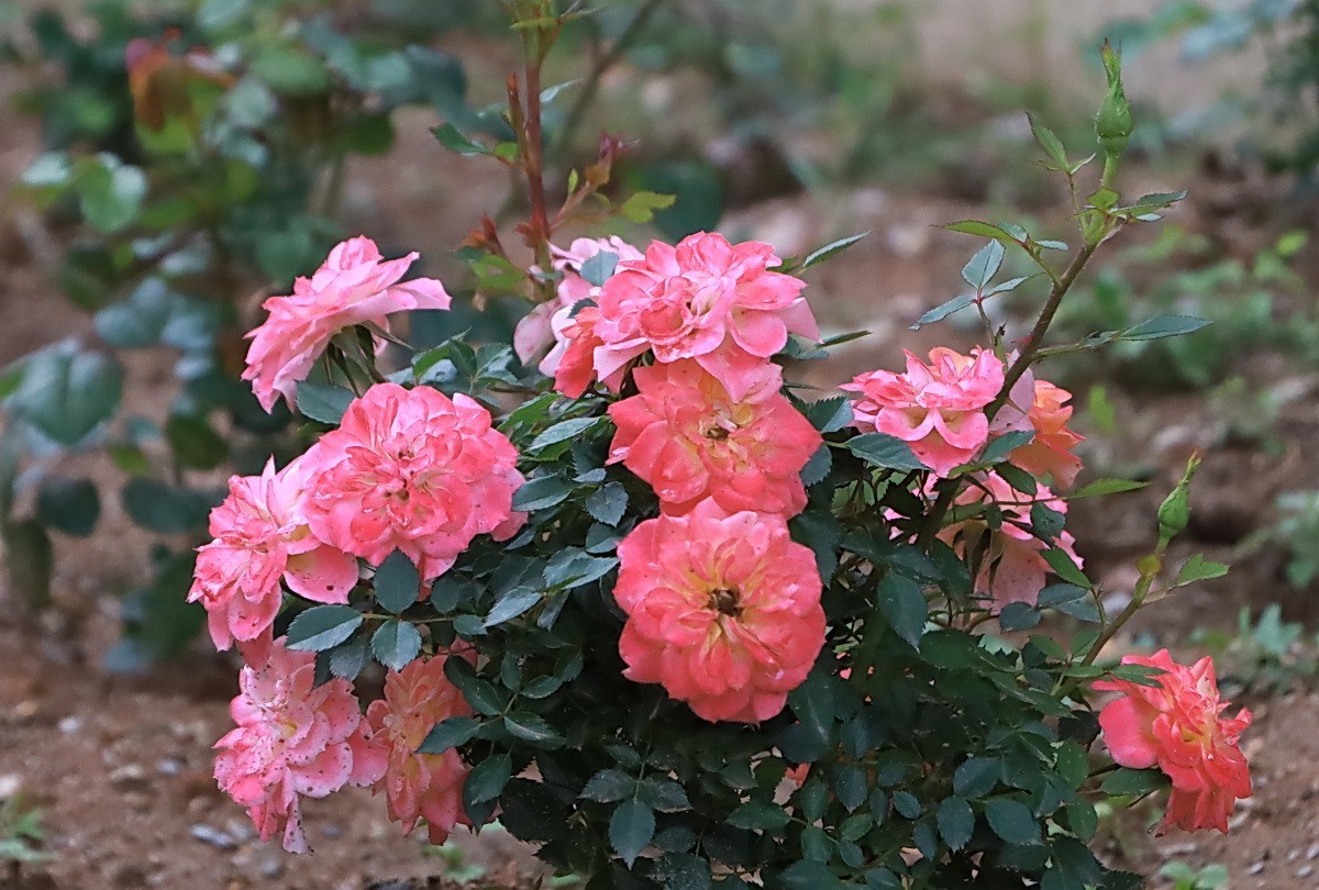 小区游拍——邻居家玫瑰花园