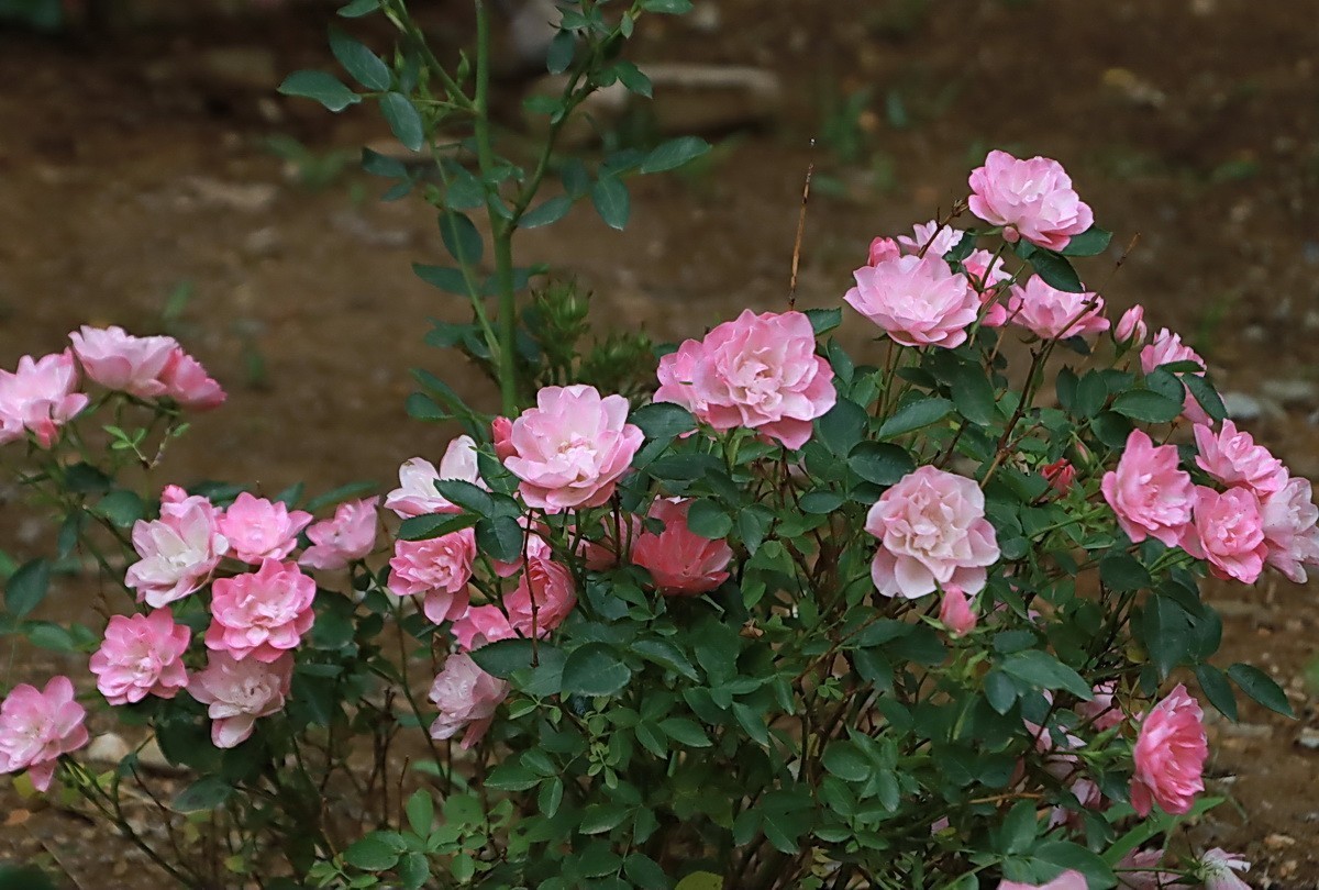 小区游拍——邻居家玫瑰花园