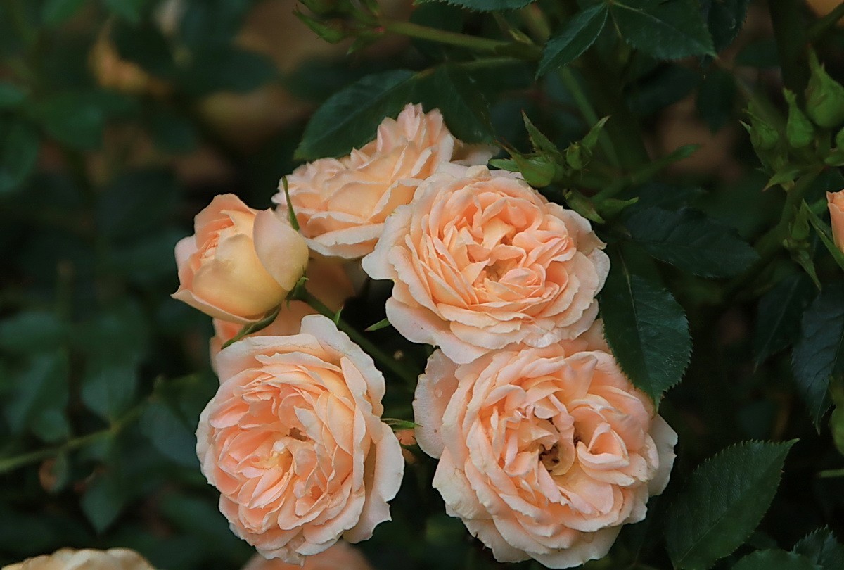 小区游拍——邻居家玫瑰花园