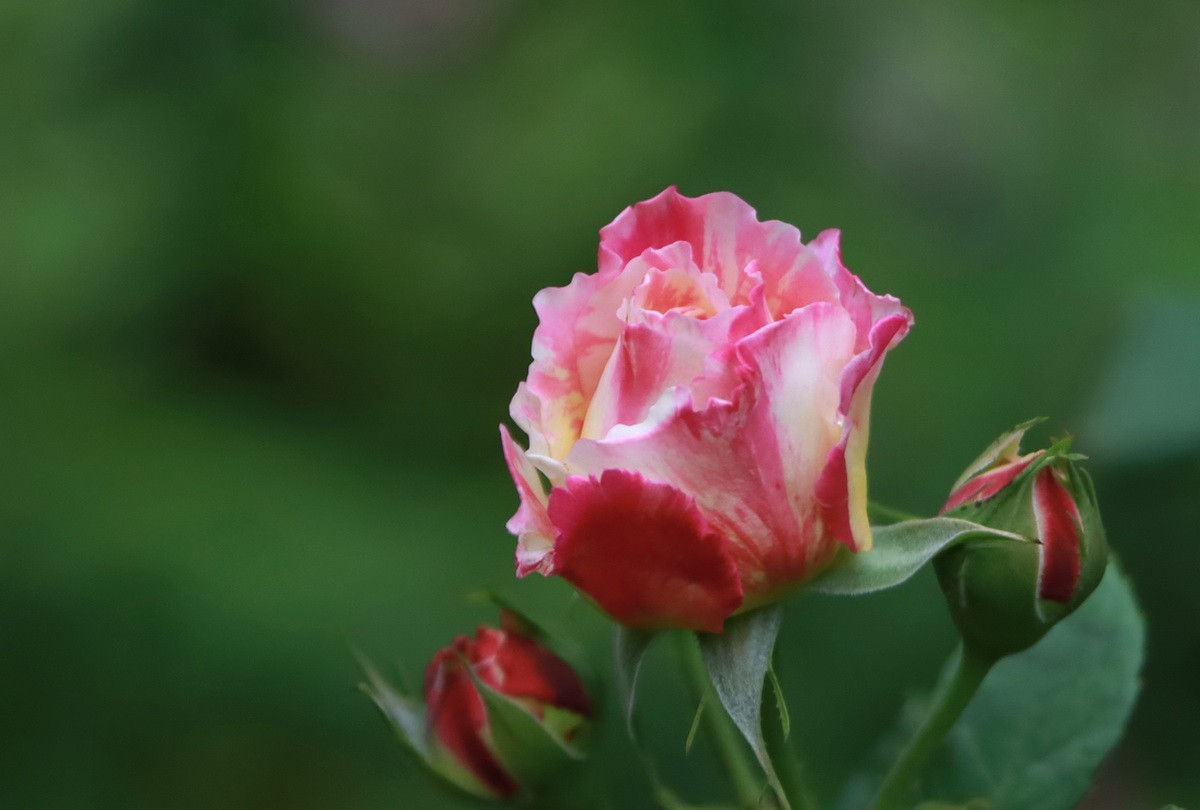 小区游拍——邻居家玫瑰花园