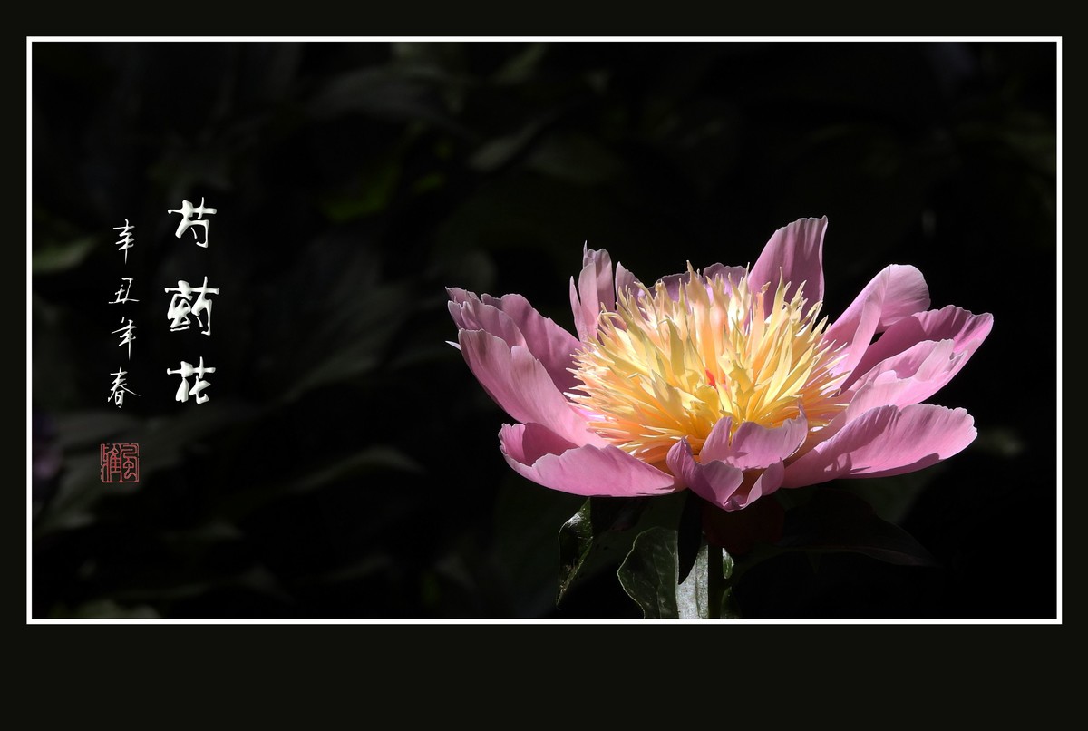 姿态优美色彩艳丽的芍药花