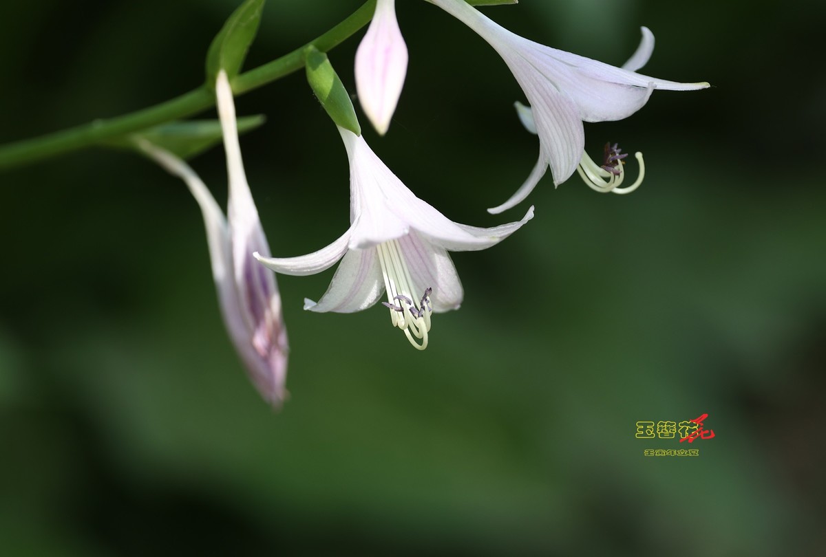 玉簪花1【2022-0477】
