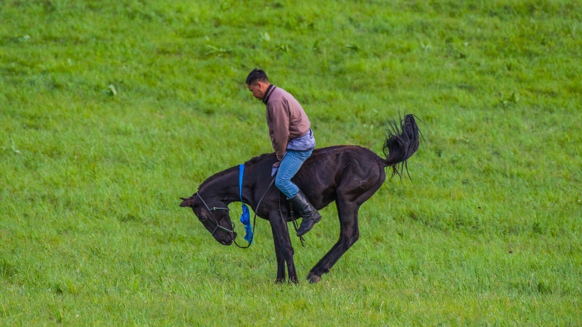 21.6 夏日的草原（十九）------硬汉骑生马