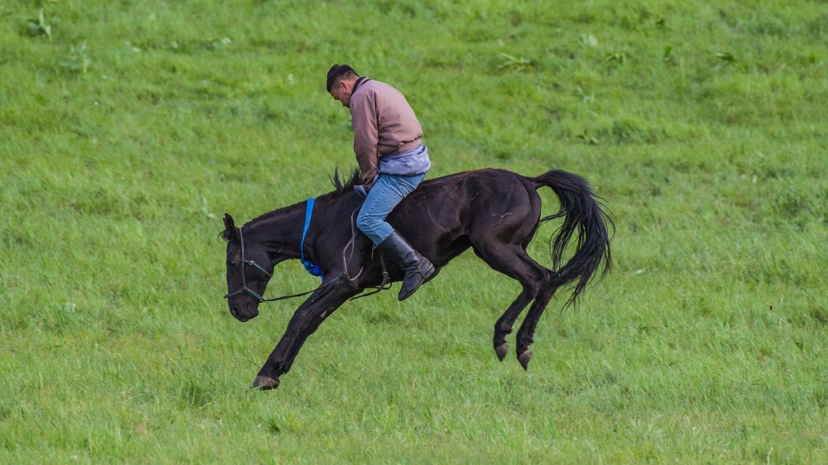 21.6 夏日的草原（十九）------硬汉骑生马
