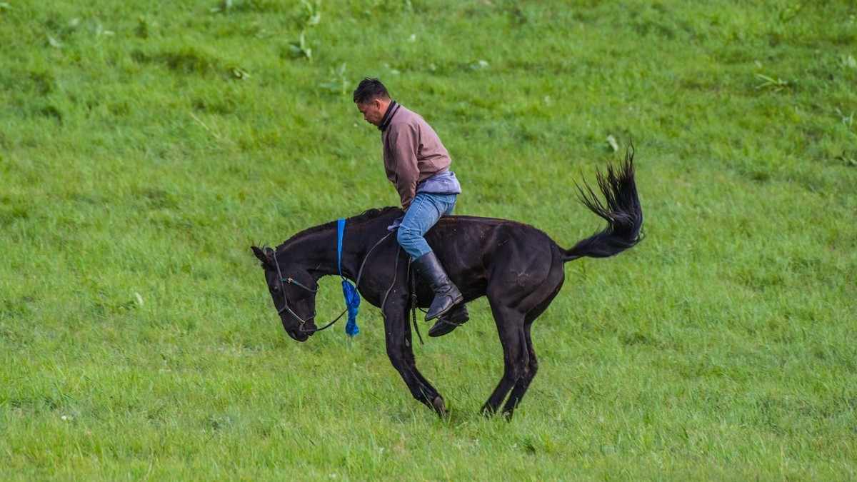 21.6 夏日的草原（十九）------硬汉骑生马