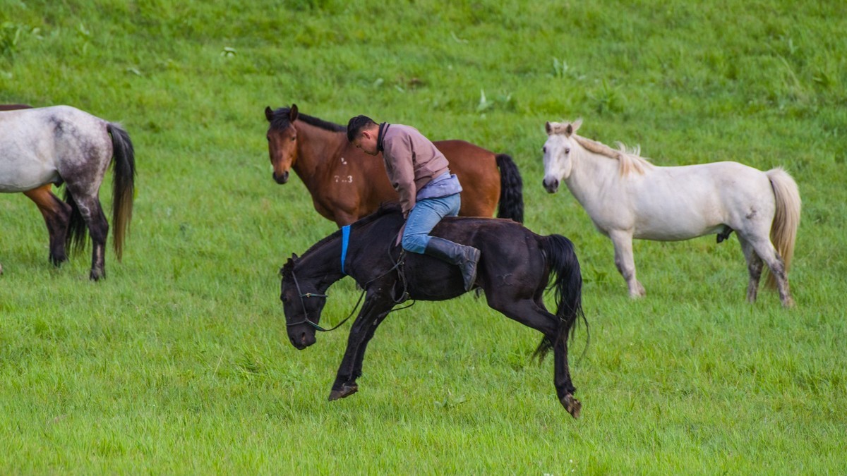 21.6 夏日的草原（十九）------硬汉骑生马