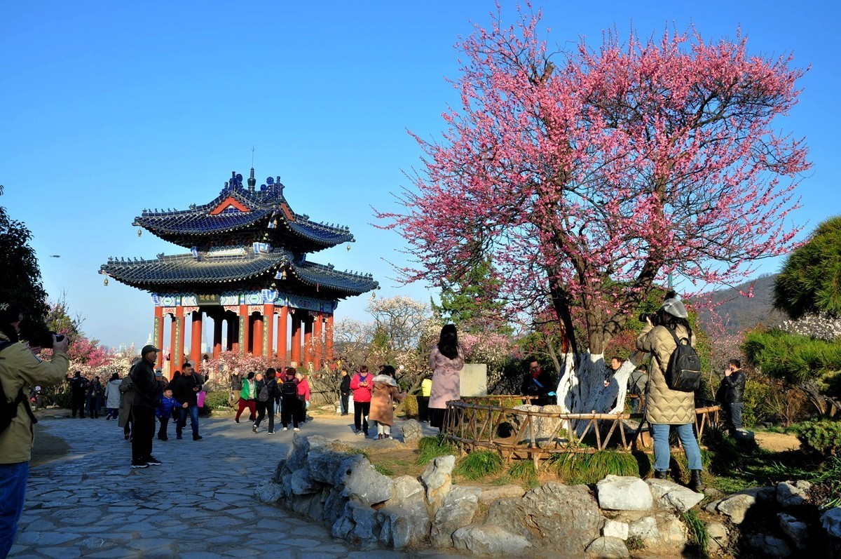 南京梅花山