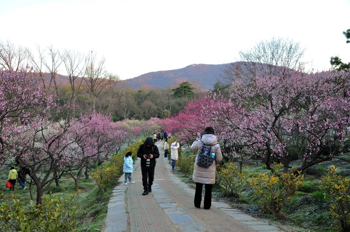 南京梅花山