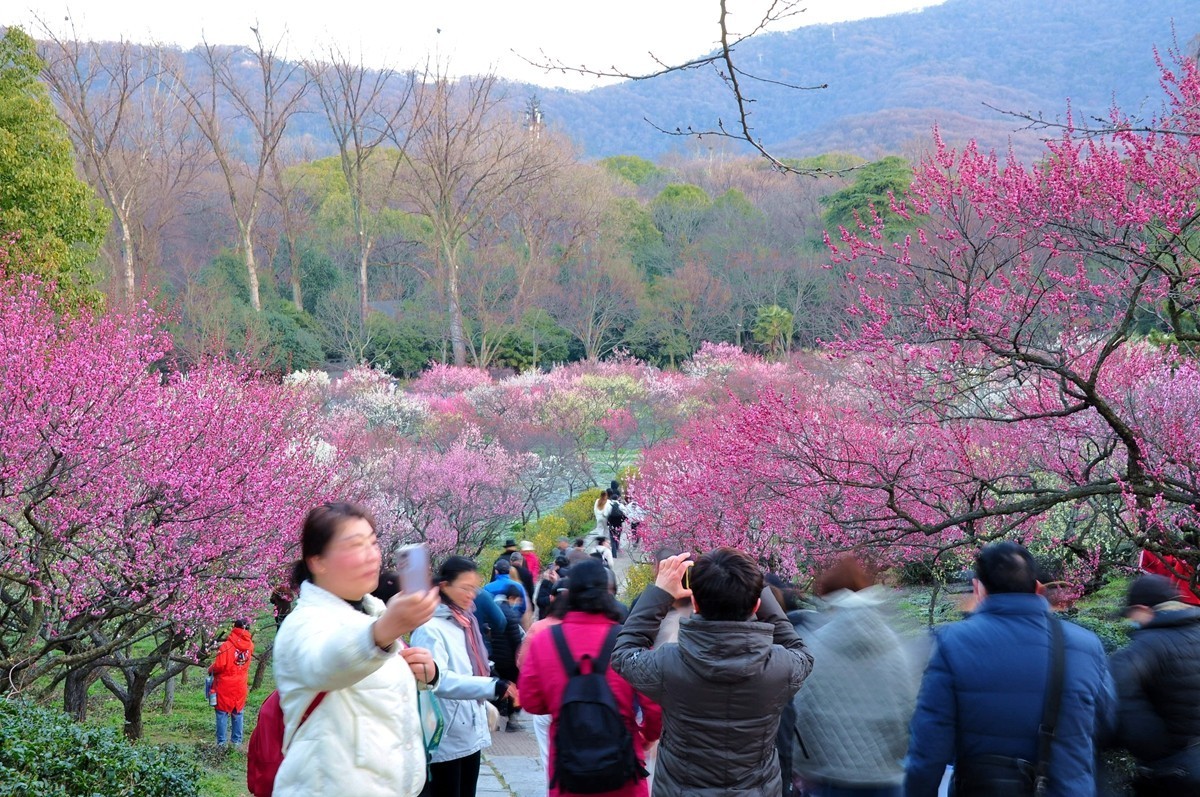 南京梅花山