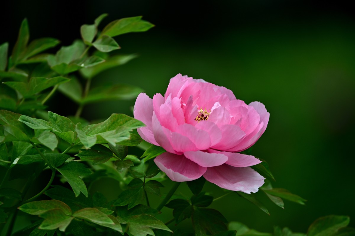 国色天香牡丹花