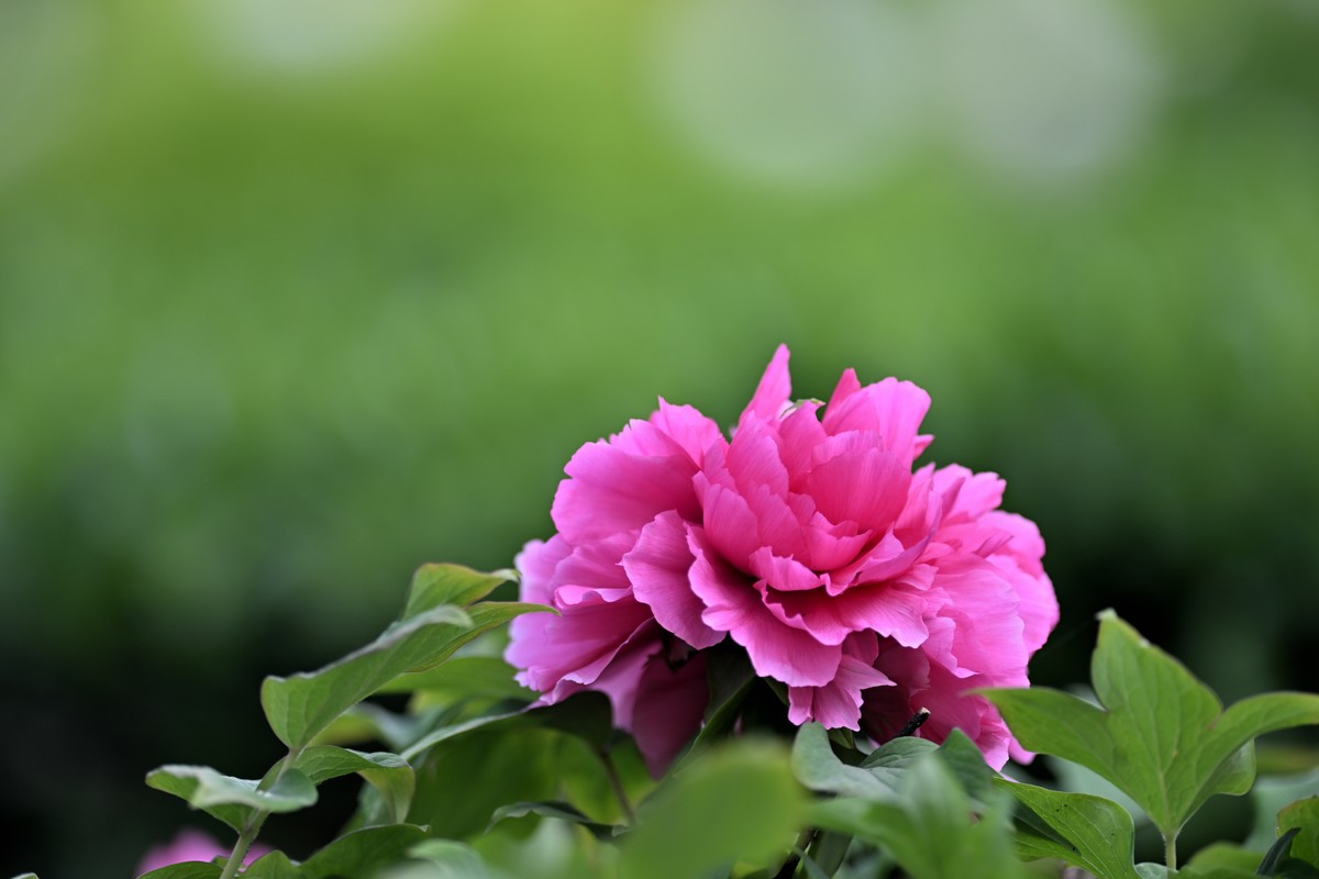 国色天香牡丹花