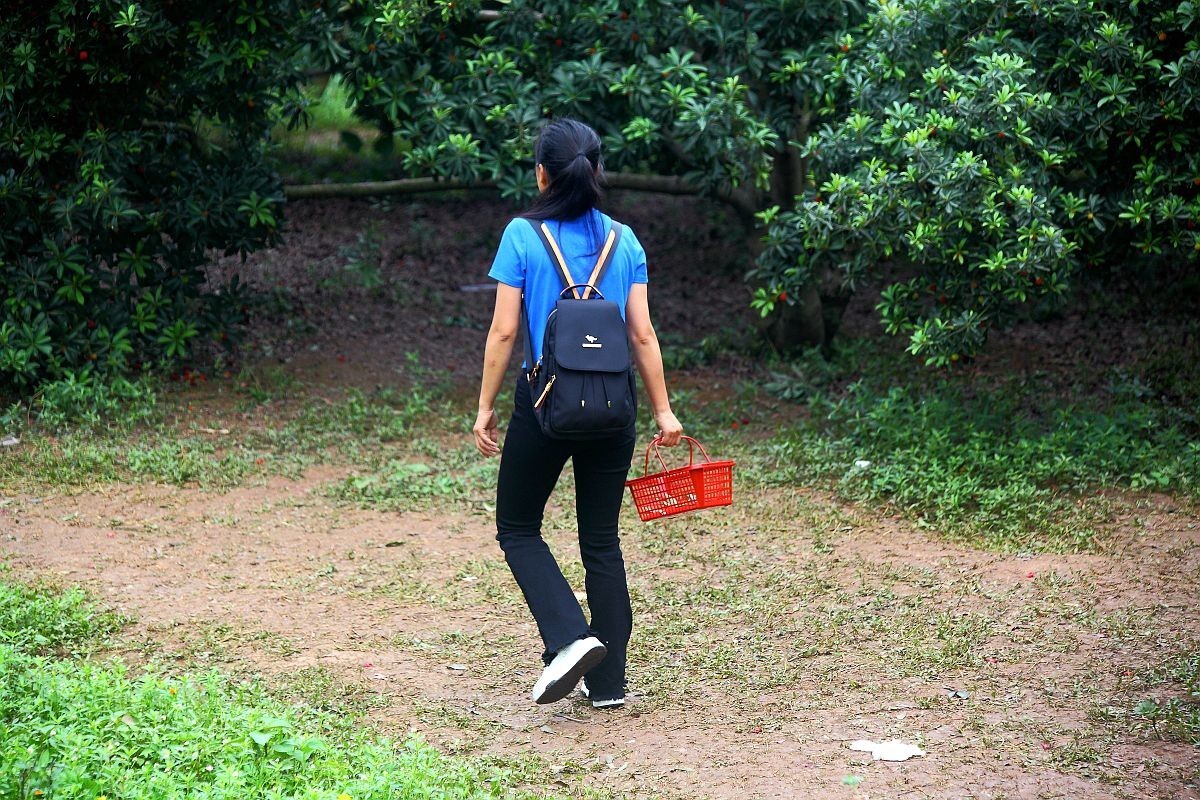 去果园摘杨梅（二）