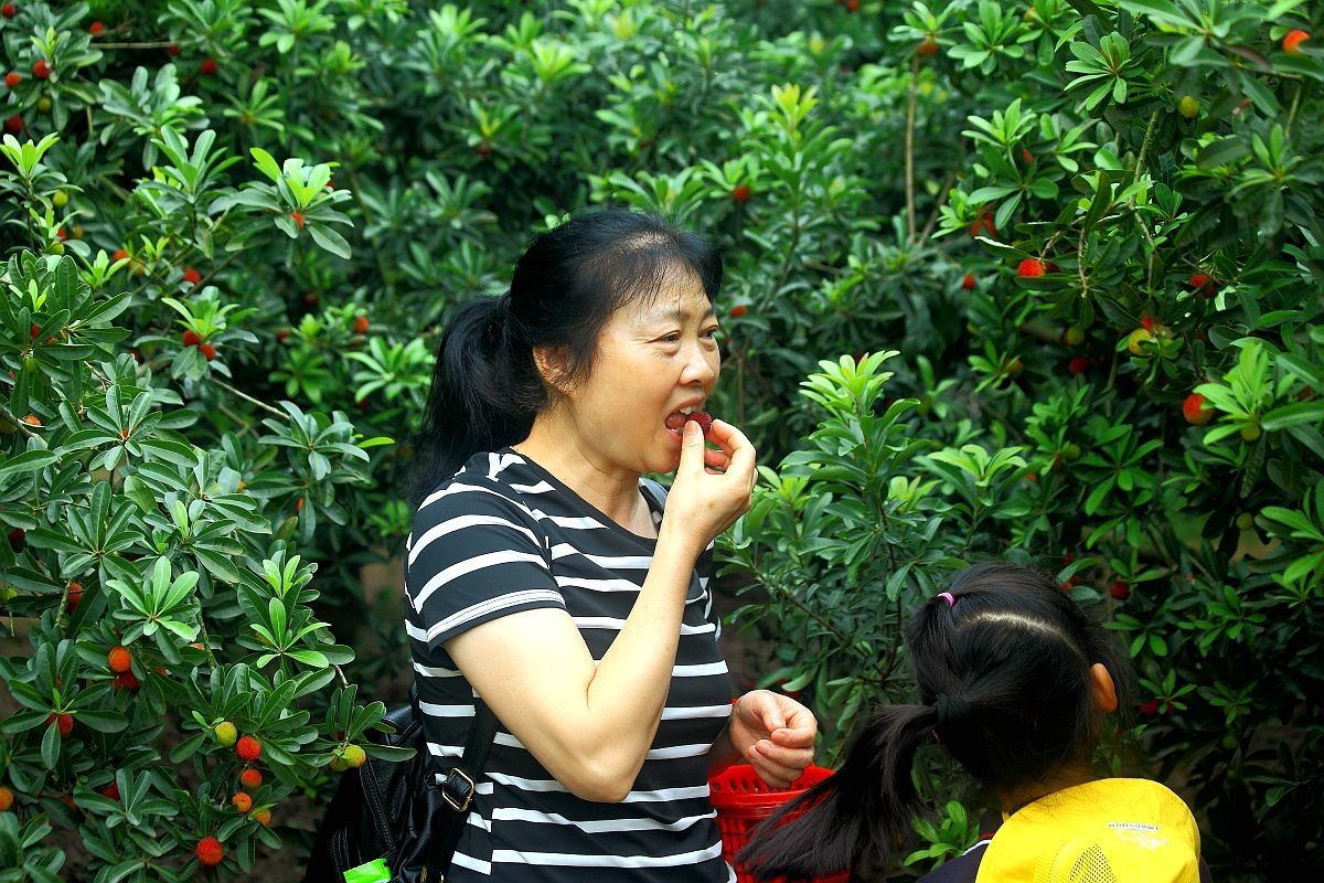 去果园摘杨梅（二）