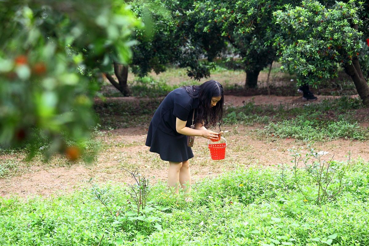 去果园摘杨梅（二）