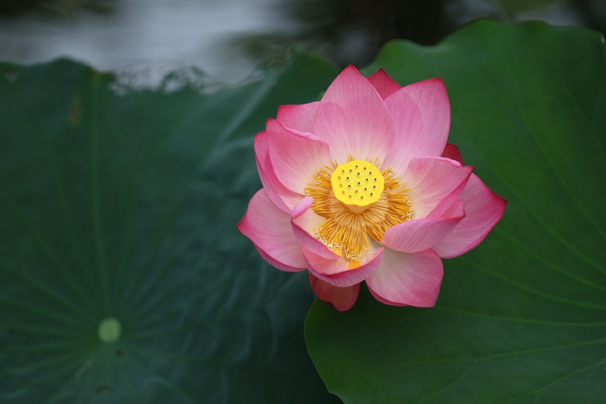 岀淤泥而不染11