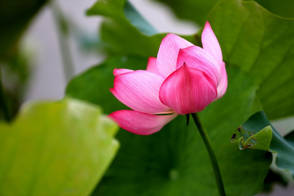 岀淤泥而不染11