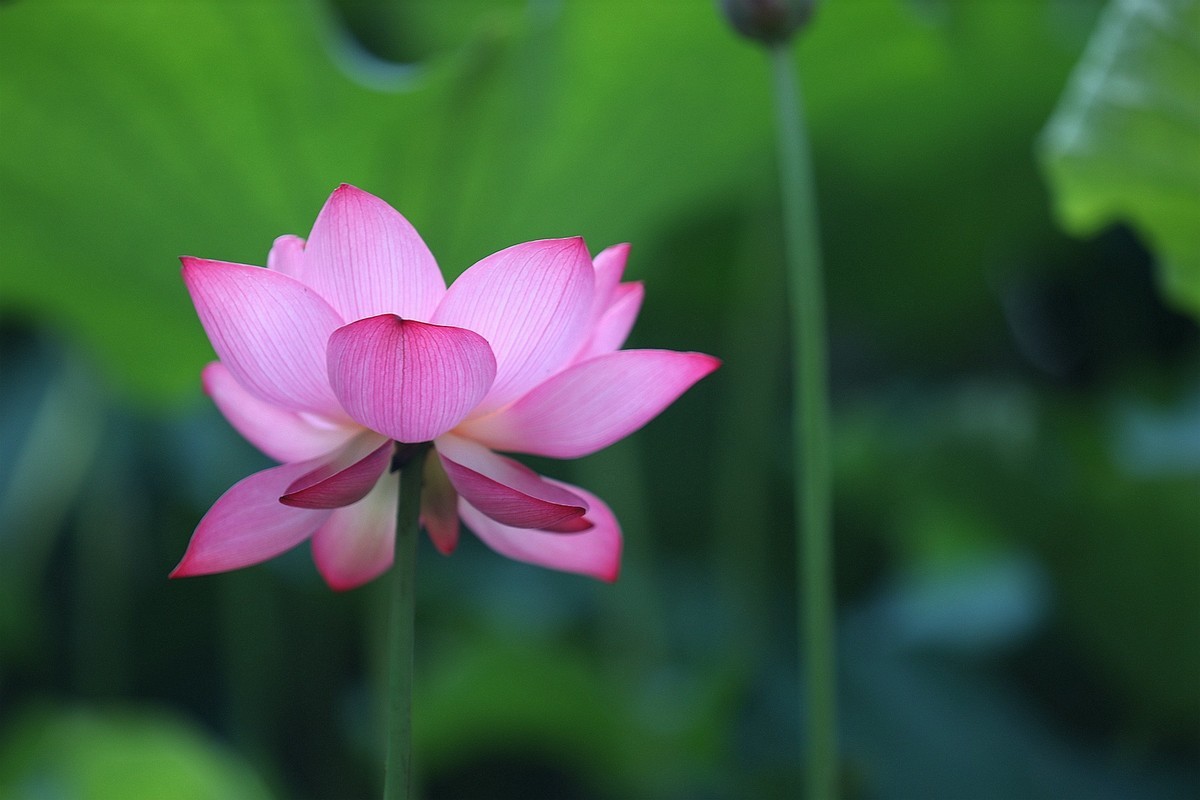 岀淤泥而不染11