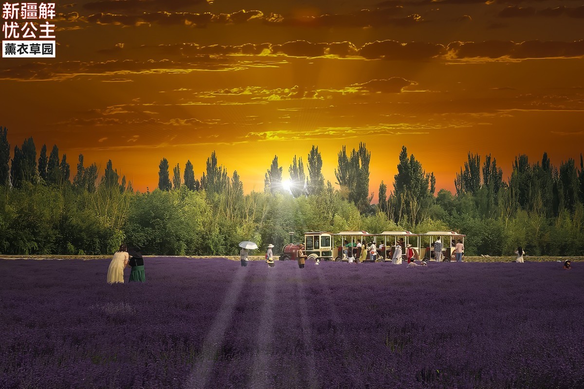 新疆伊犁解忧公主薰衣草园 (2)