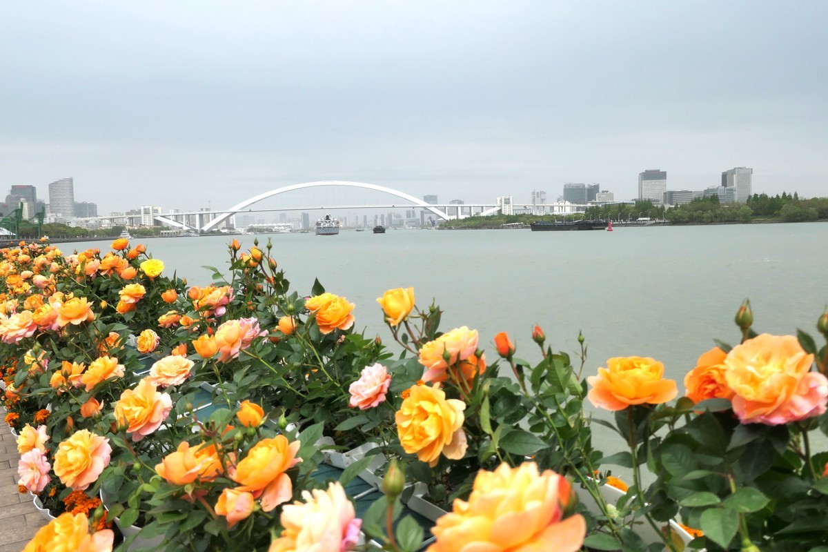 【上海国际花展(2)】——摄于徐汇滨江大道