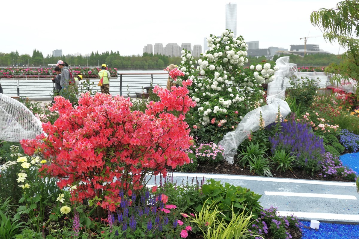 【上海国际花展(2)】——摄于徐汇滨江大道
