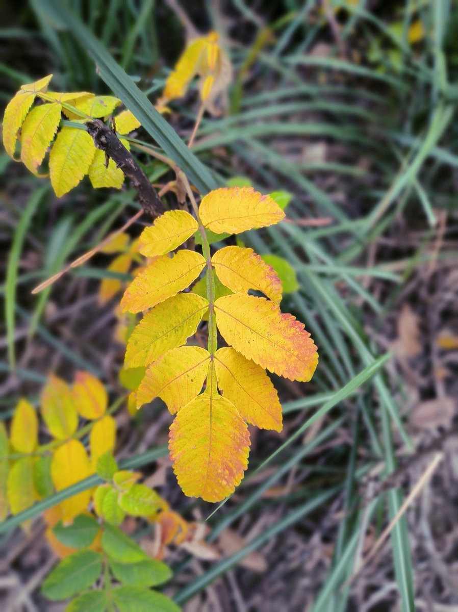 漫步星城 走街串巷（546）学士红桥