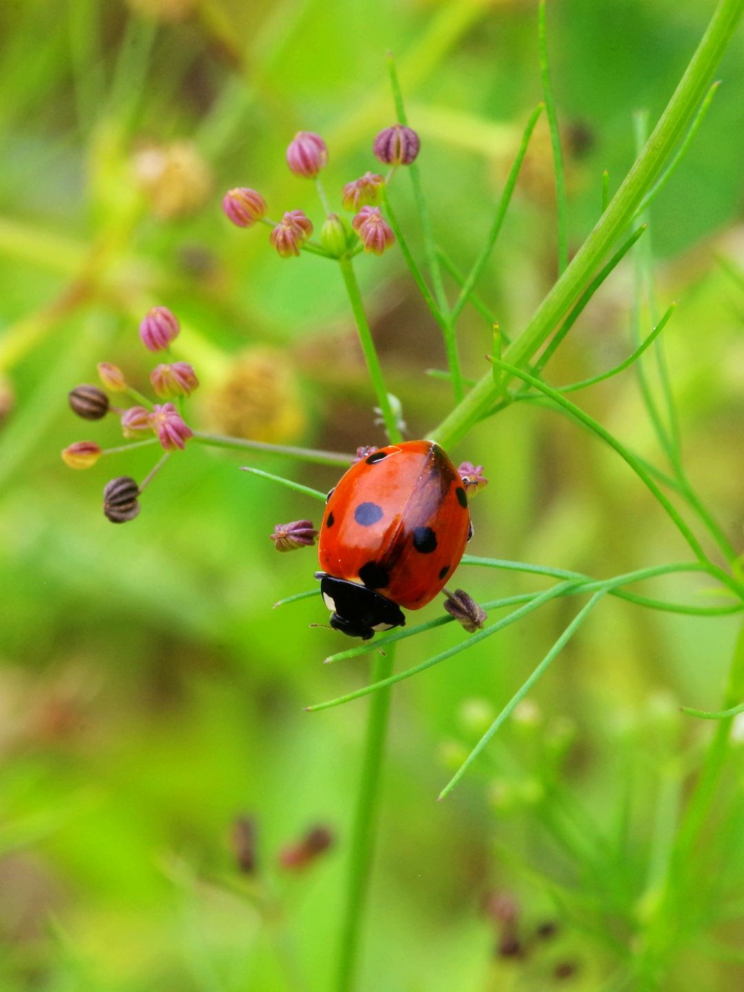 宾得K01+防水百微作品