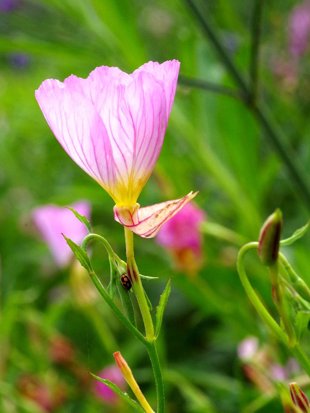 宾得K01+防水百微作品