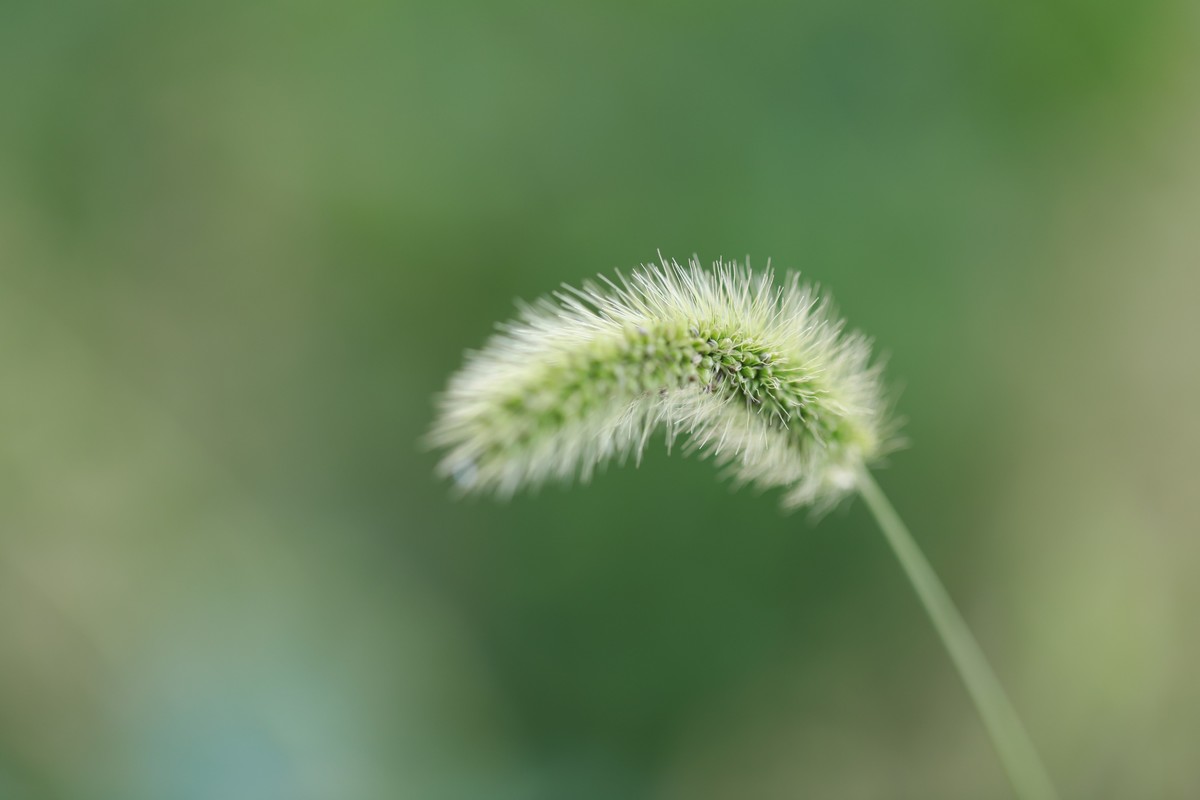 狗尾草