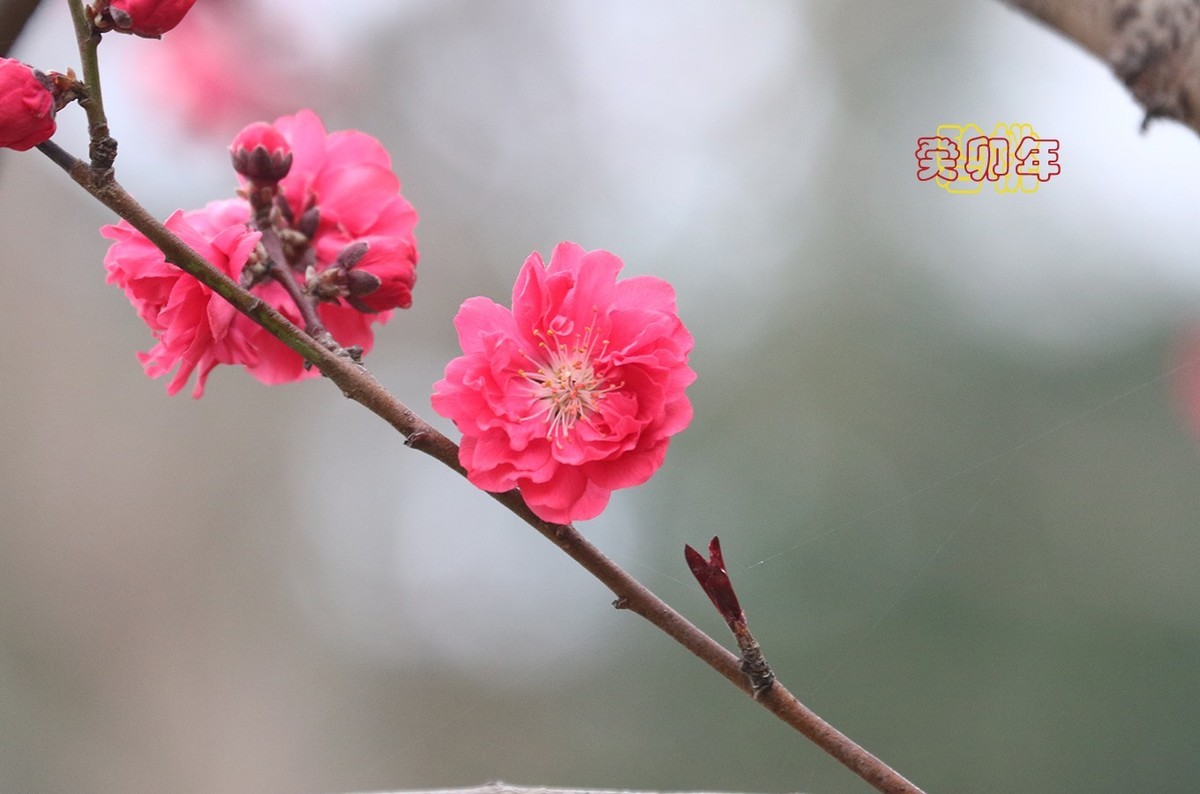 碧桃 6【2023-0297】