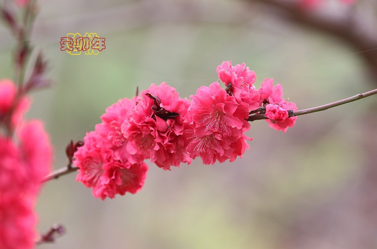 碧桃 6【2023-0297】